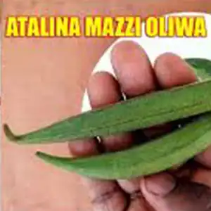 3 kojja kansiiwa